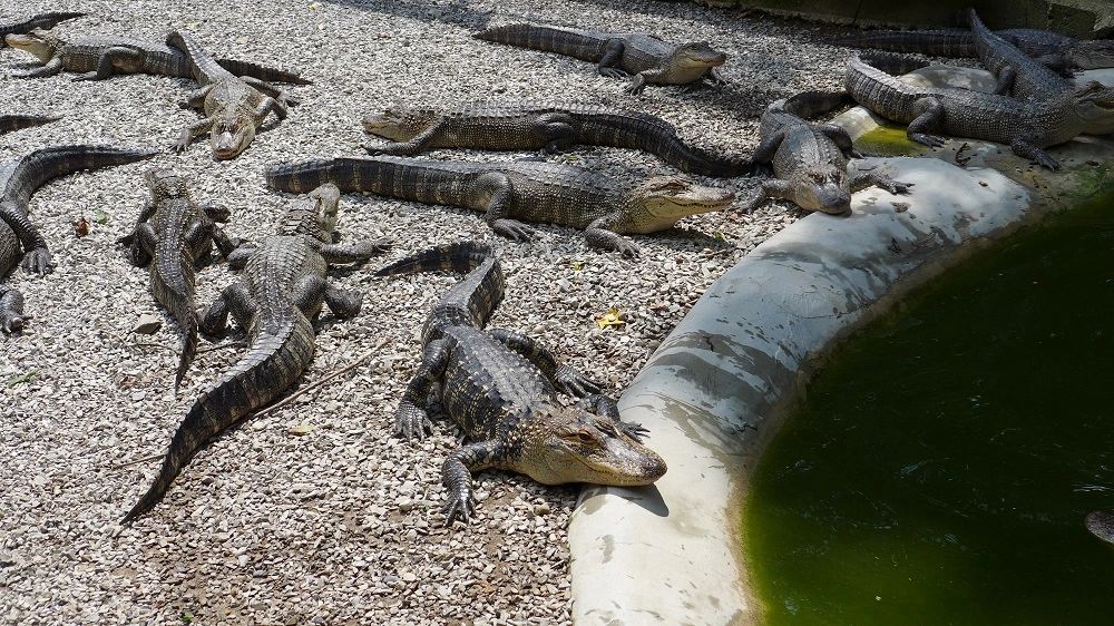 Arkansas Alligator Farm and Petting Zoo