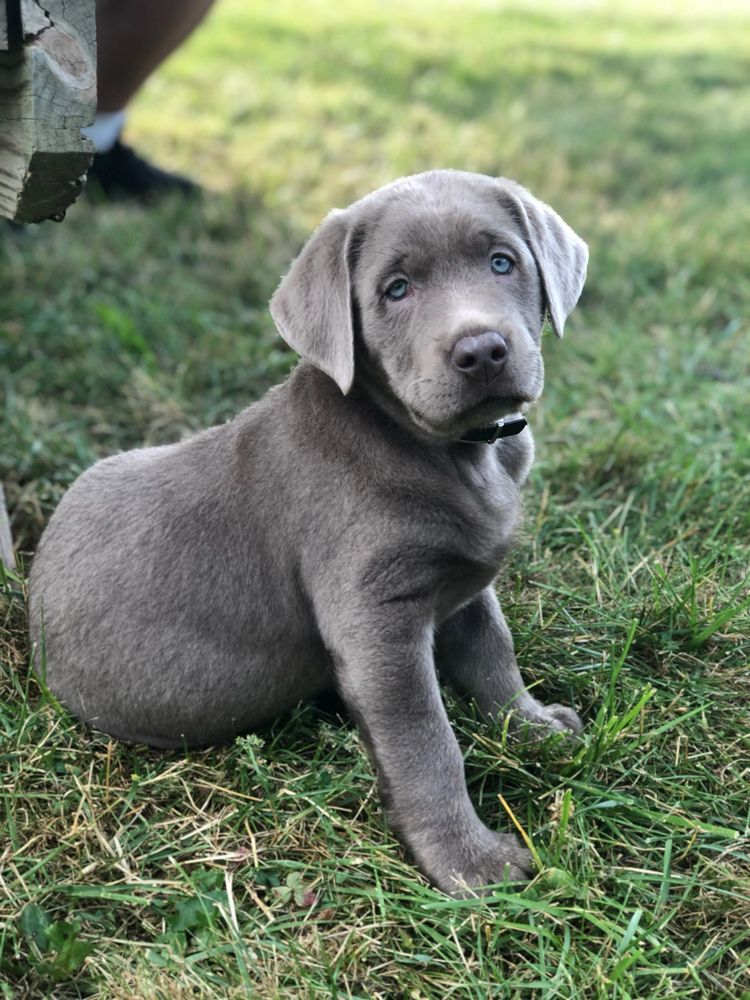 Akc silver sales lab puppies