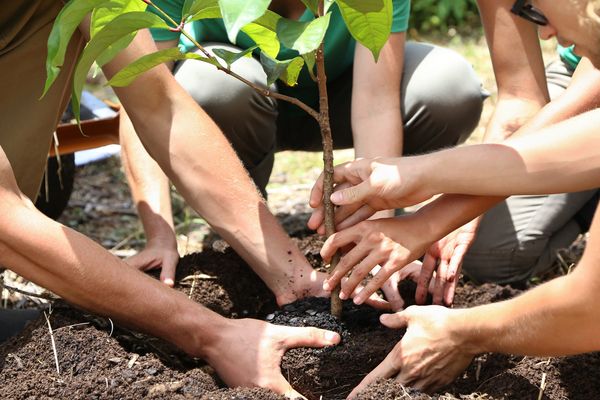 A group of people join hands to plant a young tree, symbolizing teamwork, growth