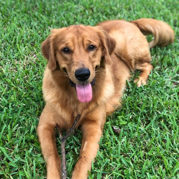 Golden retriever in grass