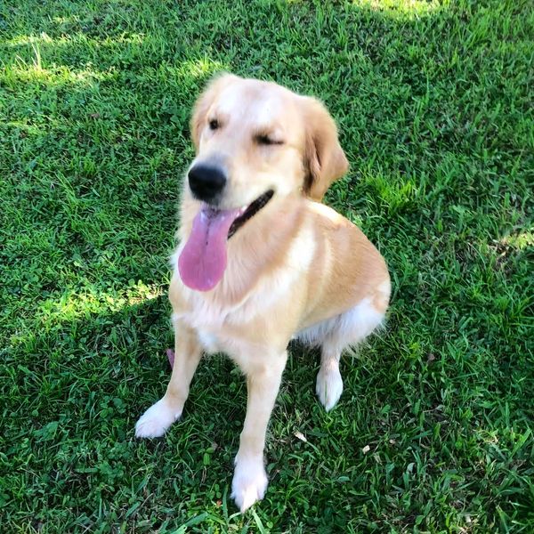 Golden retriever in grass