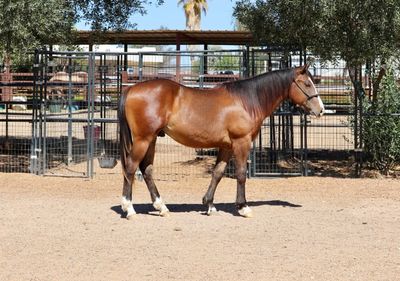 A brown horse standing in an outdoor pen with trees and fencing.
