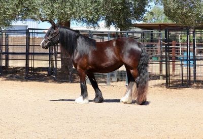 A dark brown horse with white markings on its legs stands in a fenced area.