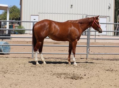 A chestnut horse with white markings standing in a fenced sandy area.
