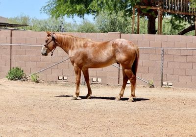 Brown horse standing in a fenced yard.