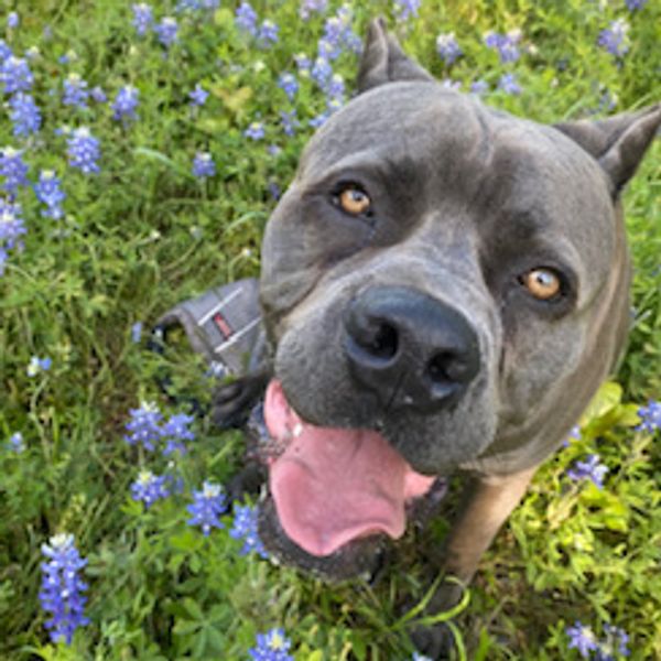 Ares, Cane Corso Italian Mastiff