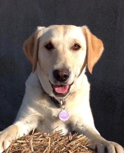 Beautiful labrador because we create bespoke natural supplements for humans and their hounds.