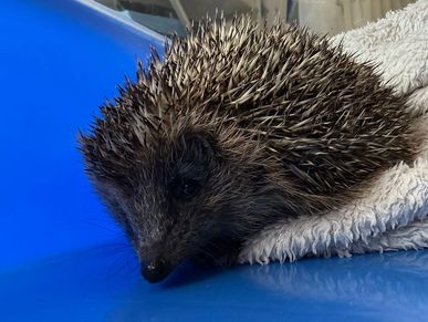 Bespoke supplements for hedgehogs