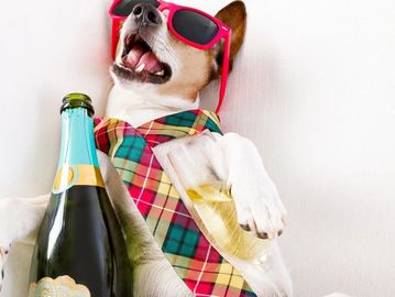 dog sleeping with sunglasses and bottle of wine