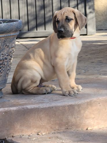 Image of fawn Great Dane puppy sitting next to a planter.