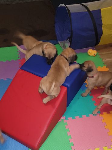 puppies playing