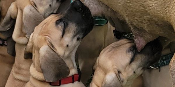 Picture of Great Dane puppies nursing.