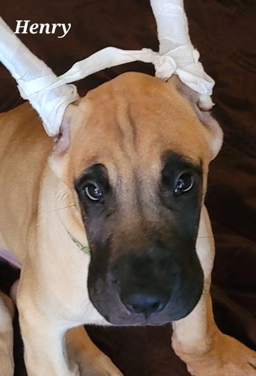 Image of 8 week old fawn Great Dane puppy sitting and looking up into the camera.