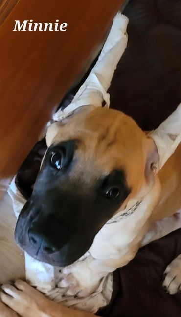 Image of fawn Great Dane puppy sitting and gazing up at the camera.