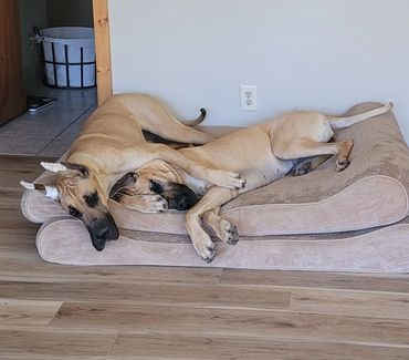 dogs on orthopedic bed