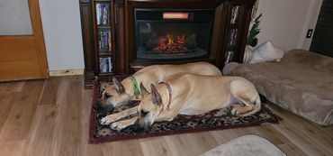 dogs lying in front of fireplace