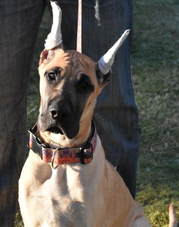 Image of fawn Great Dane puppy sitting, front view- Aspen.