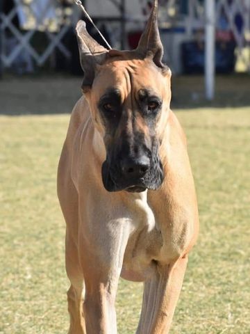 Great Dane gaiting.