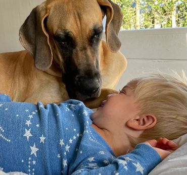 Great Dane lying next to her 3 yr. old boy gazing into his eyes. True love