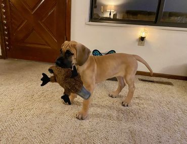 8 week old Great Dane puppy with plush duck toy in her mouth.
