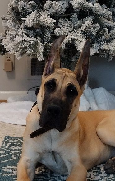 Image of fawn Great Dane puppy lying on his side posing in front of a Christmas tree.