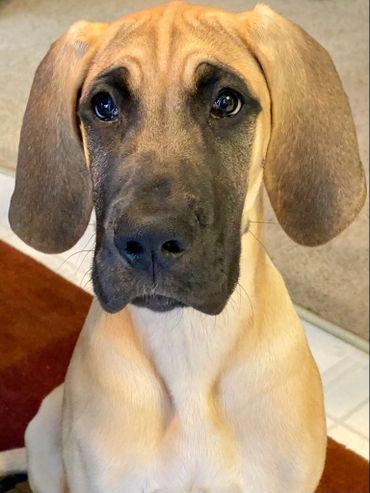 Image of a fawn Great Dane puppy sitting and looking into camera.