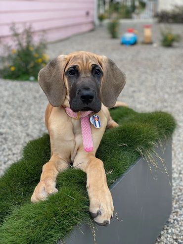 Fawn Great Dane Puppy posing for a portrait on a tufted grass planter.