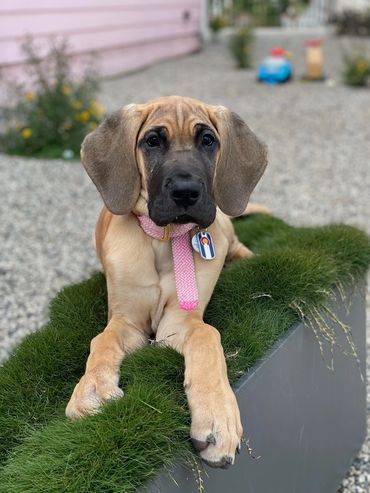 Image of fawn Great Dane puppy posing on tufted grass planter.