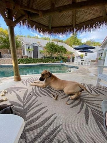 dog relaxing by the pool