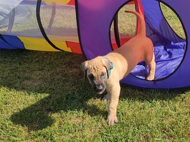 Puppy playing in tunnel