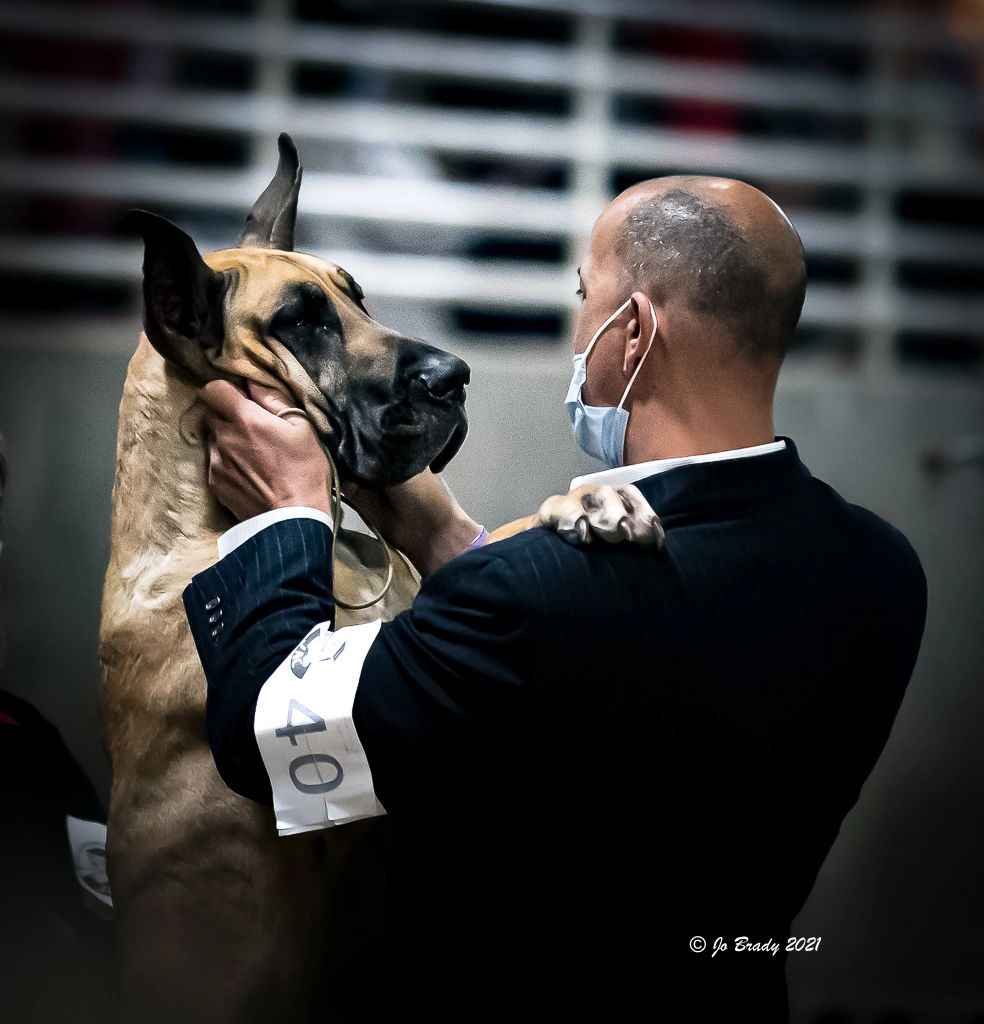 Image of a fawn Great Dane affectionately looking at her handler standing with paws on shoulders.