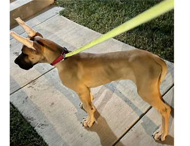 Image of fawn Great Dane puppy.