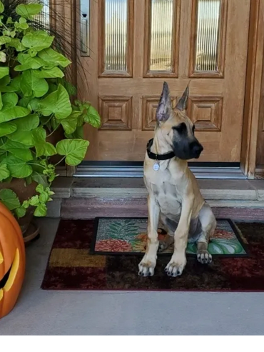 Image of a fawn Great Dane Puppy sitting in front of the front door.