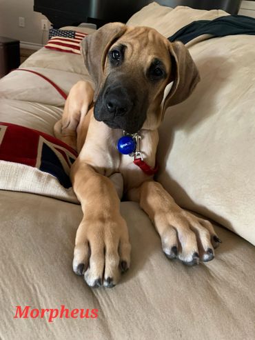 Image of a fawn Great Dane puppy lying on a cream colored couch.