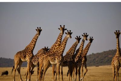 The Giraffe family 