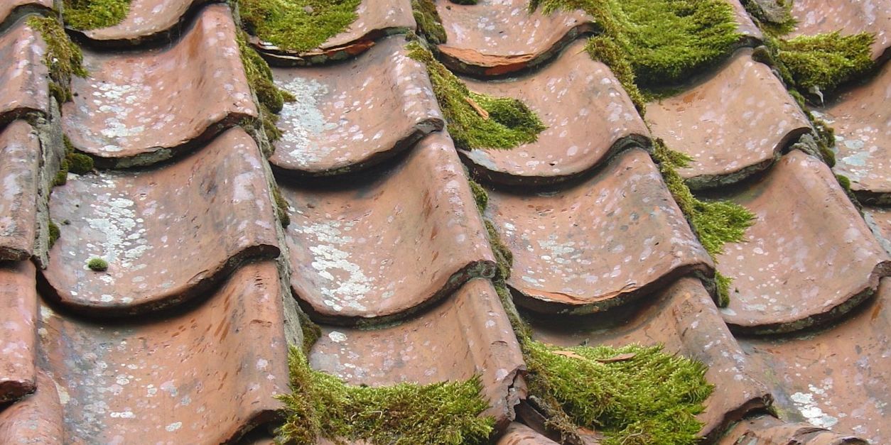 Old roof tiles covered with patches of green moss.