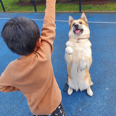 a dog and child performing a trick 