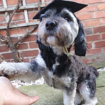 Maltipoo Dog in graduation hat 