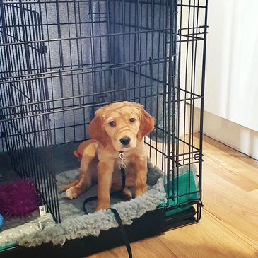 A puppy in an open door crate 