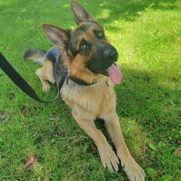 A german shepherd dog lying down