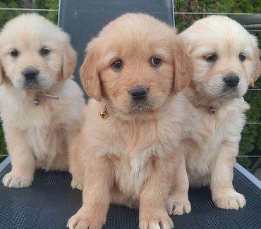 Three adorable golden retriever puppies sitting together.