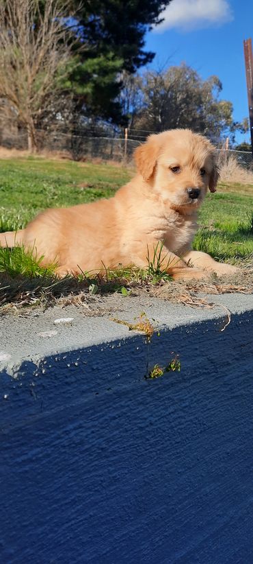Golden retriever puppy lying on grass in sunlight.