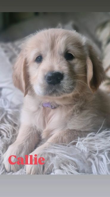 Purebred Golden Retriever puppies 
Boys and girls ready to go!