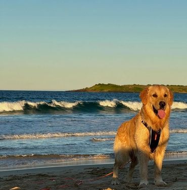 Golden retriever standing on a sandy beach near ocean waves.
