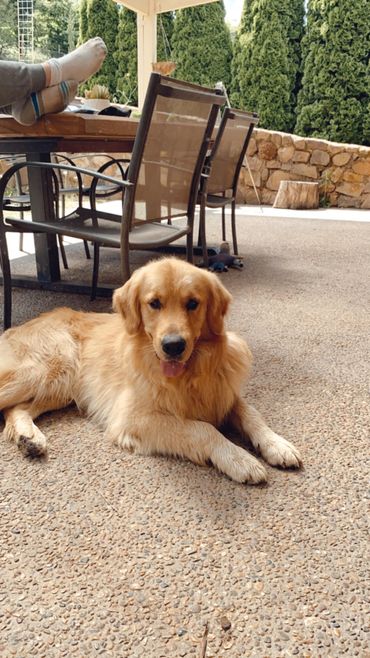 Golden retriever lying on a patio near outdoor chairs and a table.