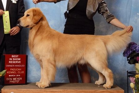 GCH CH Passion's Naturally Suited (Taylor)