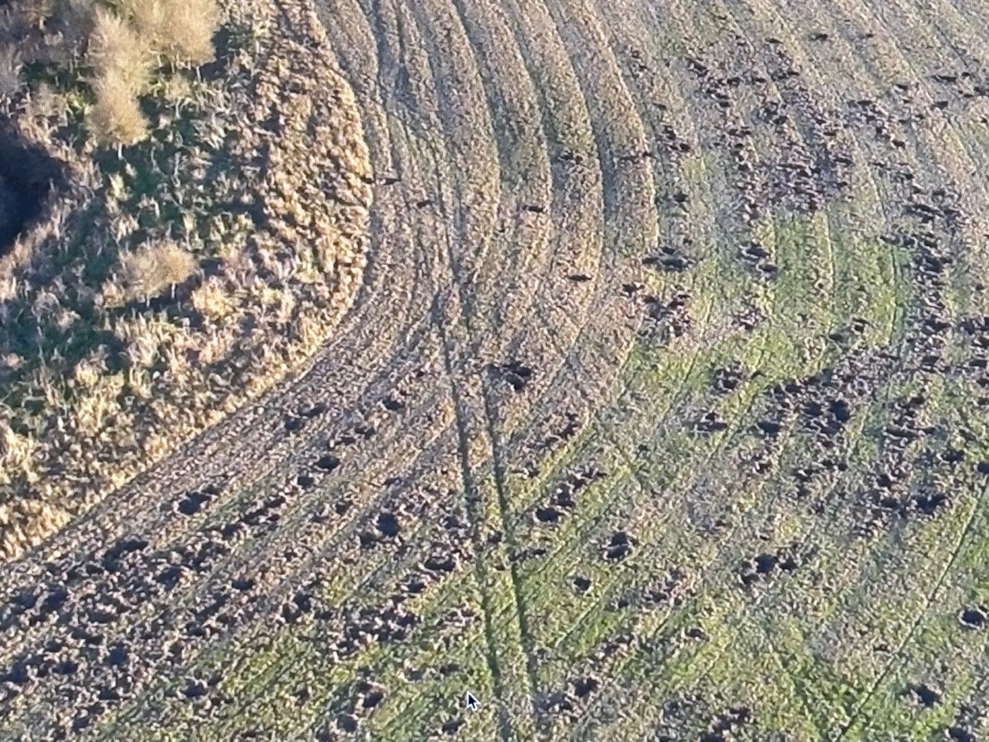Feral Hog Damage 