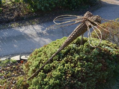Large willow dragonfly perched on a plant against a grey background of a country road