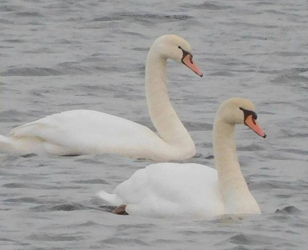 Pair of swans swimming