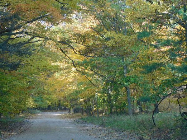 Fall foliage on a country road